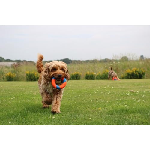 CHUCKIT! 32139 Pet Supplies Dog Toys