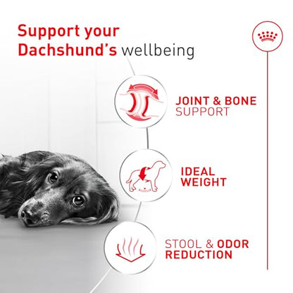 Royal Canin Breed Health Nutrition Dachshund Adult Dry Dog Food, 2.5 lb Bag