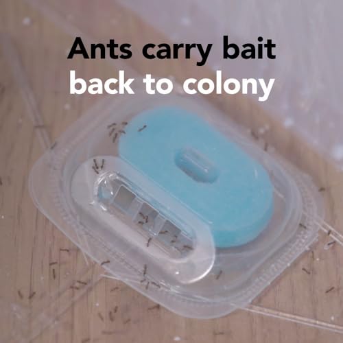 Raid Max Double Control Liquid Ant Killer Baits and Traps, Kills Ants Where They Breed, For Indoor Use, Child Resistant, 8 Bait Stations