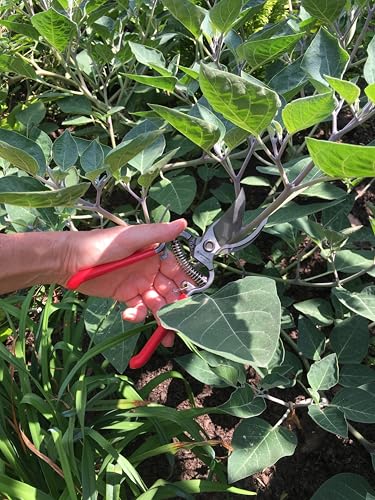 Corona Cutting Tools BP 3160 Classic Cut Forged Bypass Pruner, 3/4-Inch